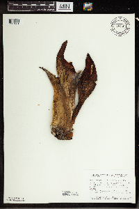 Symplocarpus foetidus image