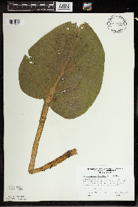 Symplocarpus foetidus image