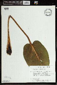 Symplocarpus foetidus image