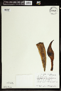 Symplocarpus foetidus image