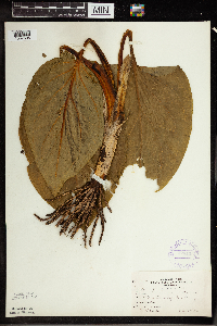 Symplocarpus foetidus image
