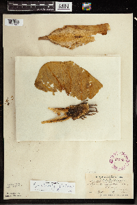 Symplocarpus foetidus image