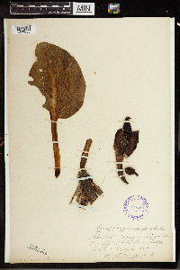 Symplocarpus foetidus image