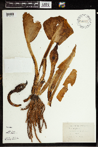 Symplocarpus foetidus image