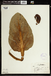 Symplocarpus foetidus image