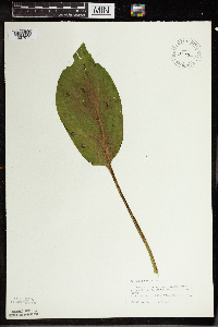 Symplocarpus foetidus image
