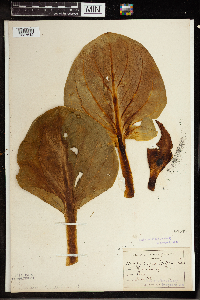 Symplocarpus foetidus image