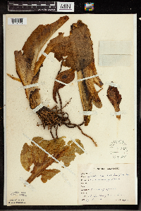 Symplocarpus foetidus image