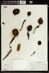 Symplocarpus foetidus image