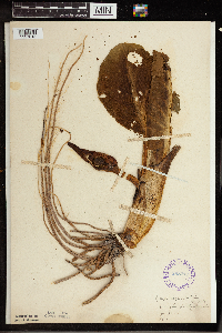 Symplocarpus foetidus image