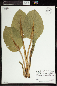 Symplocarpus foetidus image