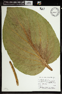 Symplocarpus foetidus image