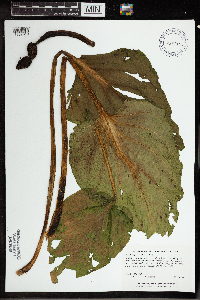 Symplocarpus foetidus image