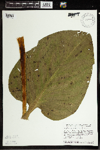 Symplocarpus foetidus image