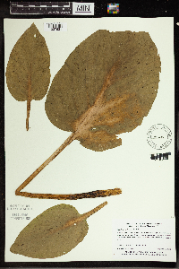 Symplocarpus foetidus image