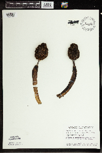 Symplocarpus foetidus image