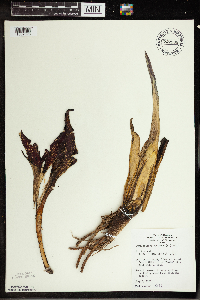 Symplocarpus foetidus image