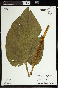 Symplocarpus foetidus image