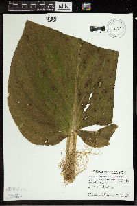 Symplocarpus foetidus image