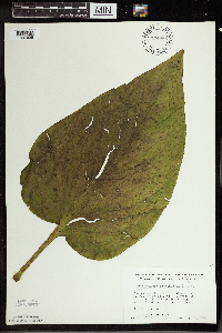 Symplocarpus foetidus image
