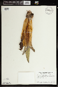 Symplocarpus foetidus image