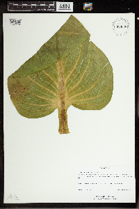 Symplocarpus foetidus image