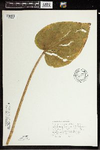 Symplocarpus foetidus image