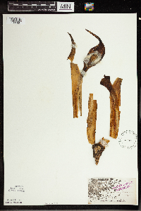 Symplocarpus foetidus image