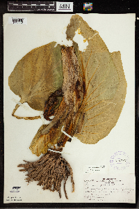 Symplocarpus foetidus image
