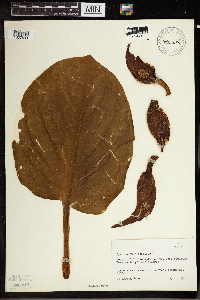 Symplocarpus foetidus image