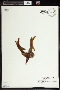 Symplocarpus foetidus image