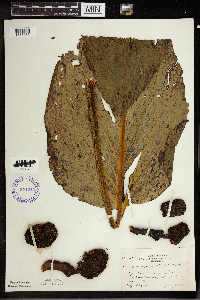 Symplocarpus foetidus image