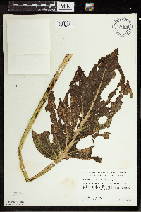 Symplocarpus foetidus image