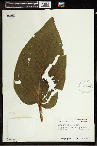 Symplocarpus foetidus image