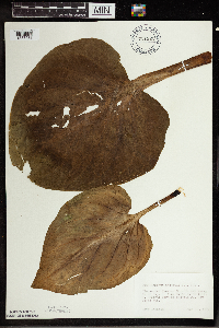 Symplocarpus foetidus image