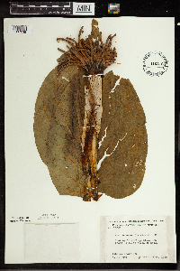 Symplocarpus foetidus image