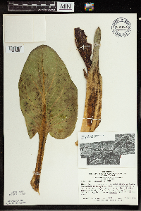 Symplocarpus foetidus image