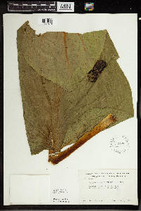 Symplocarpus foetidus image