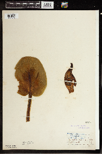 Symplocarpus foetidus image