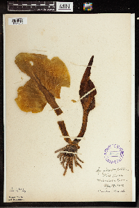 Symplocarpus foetidus image