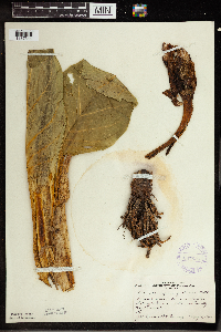 Symplocarpus foetidus image