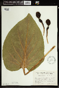 Symplocarpus foetidus image