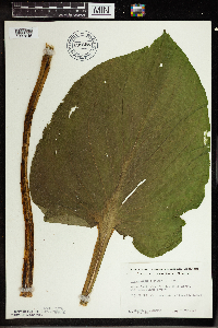 Symplocarpus foetidus image