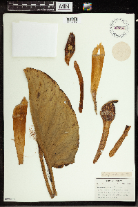 Symplocarpus foetidus image
