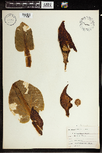 Symplocarpus foetidus image