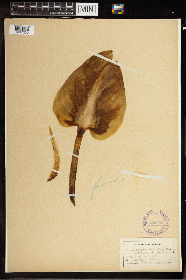 Symplocarpus foetidus image