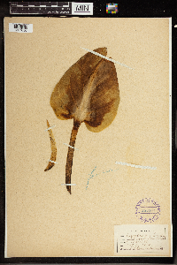 Symplocarpus foetidus image