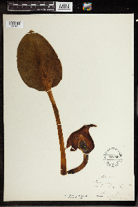 Symplocarpus foetidus image