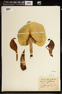 Symplocarpus foetidus image