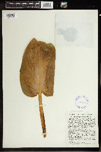 Symplocarpus foetidus image